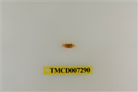 藏品(粗掌開口蟹)的圖片